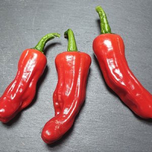 Pepperoncini Italian Pepper Seed