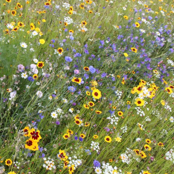 Perennial Wildflower Mix Seed