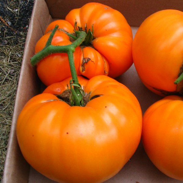 Persimmon Orange Tomato Seeds