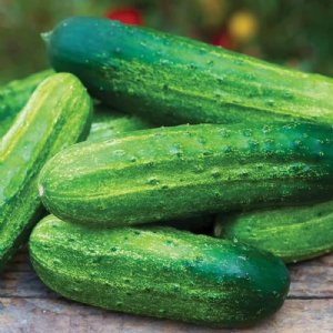 Pick a Bushel Cucumber Seed