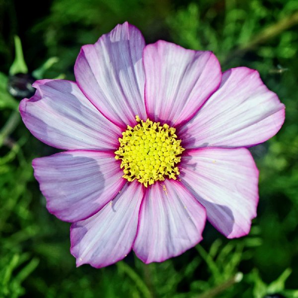 Picotee Cosmos Seed