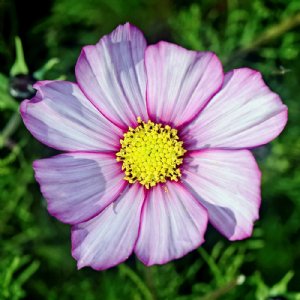 Picotee Cosmos Seed