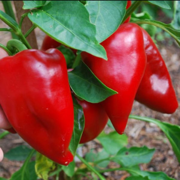 Pimento L Pepper Seed