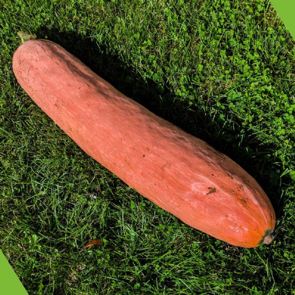 Pink Banana Jumbo Squash Seed