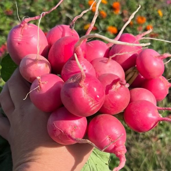 Pink Beauty Radish Seed