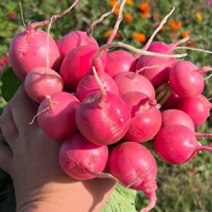 Pink Beauty Radish Seed