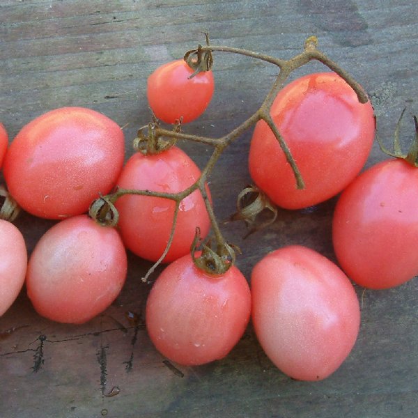 Pink Grape Tomato Seeds