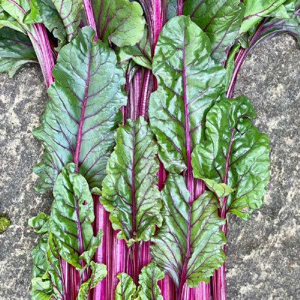 Pink Lipstick Chard Seed