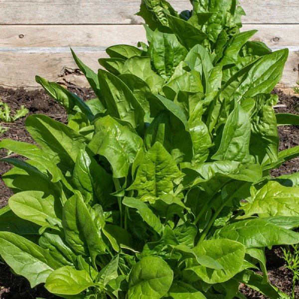 Plymouth Spinach Seed