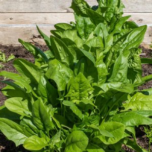 Plymouth Spinach Seed