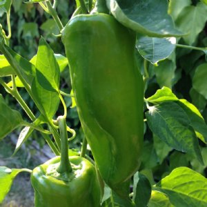 Poblano Pepper Seed