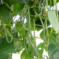 Pole Bean Seeds