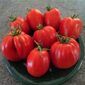 Polish Paste Tomato Seeds