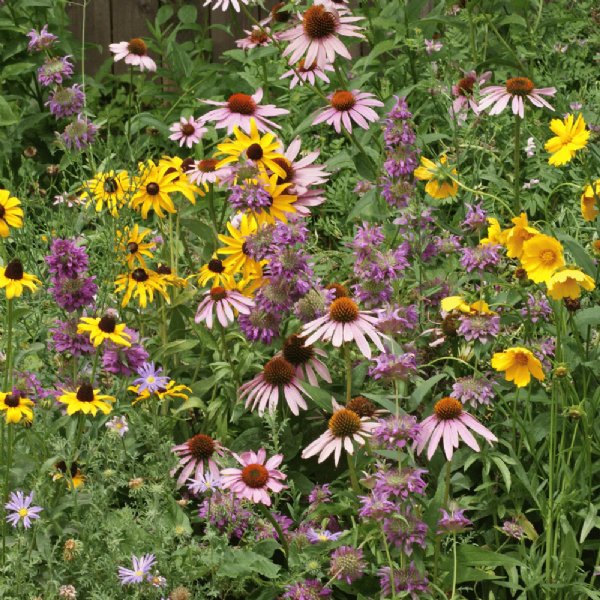 Pollinator Wildflower Mix Seed