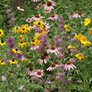 Pollinator Wildflower Mix Seed