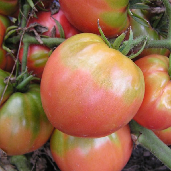 Ponderosa Pink Tomato Seeds