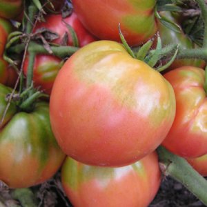 Ponderosa Pink Tomato Seeds