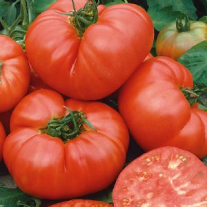 Ponderosa Red Tomato Seeds