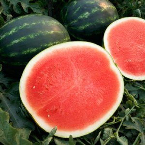 Preakness Watermelon Seed