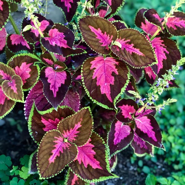 Premium Sun Chocolate Covered Cherry Coleus Seed