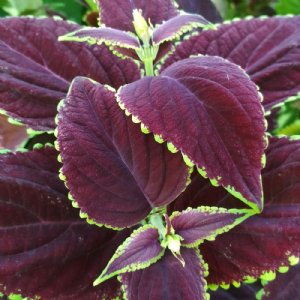 Premium Sun Chocolate Mint Coleus Seed