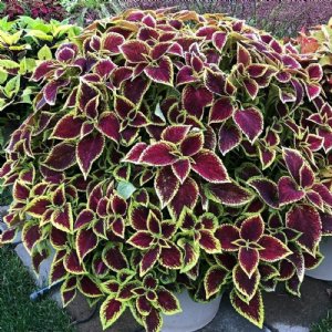 Premium Sun Crimson Gold Coleus Seed