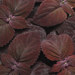 Premium Sun Dark Chocolate Coleus Seed