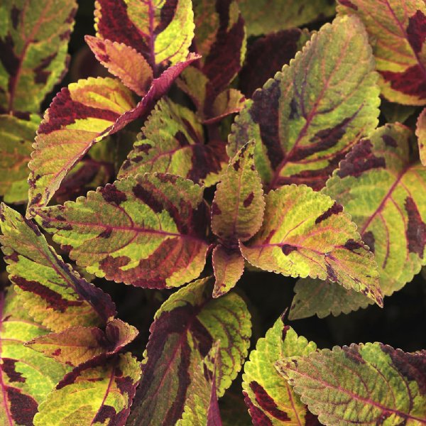 Premium Sun Mighty Mosaic Coleus Seed