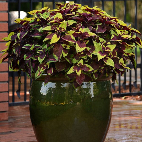 Premium Sun Pineapple Surprise Coleus Seed