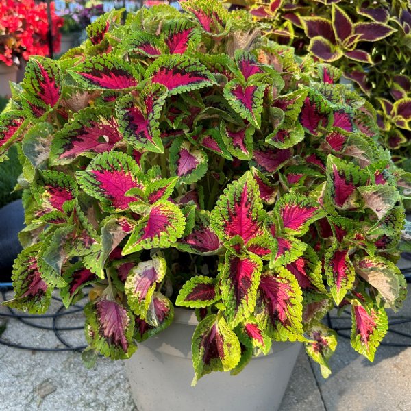 Premium Sun Watermelon Coleus Seed