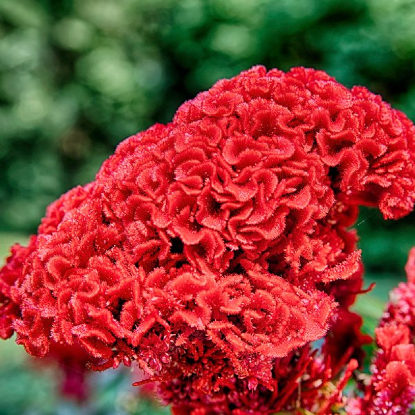 Prestige Scarlet Celosia Seed 