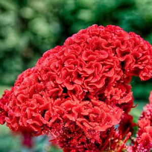 Prestige Scarlet Celosia Seed 