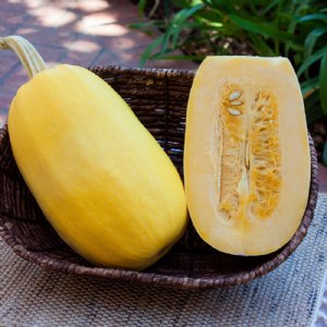 Primavera Squash Seed