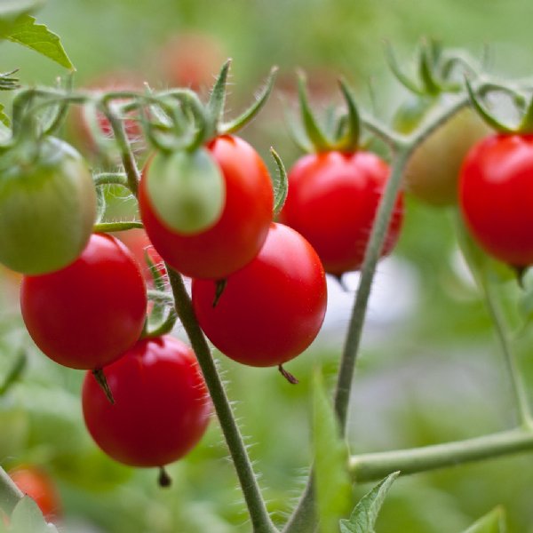 Principe Borghese Tomato Seeds