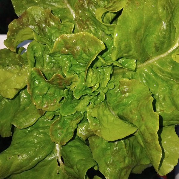 Prize Head Lettuce Seed