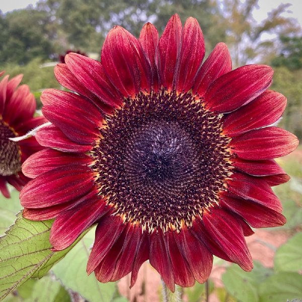 Pro Cut Red Sunflower Seeds