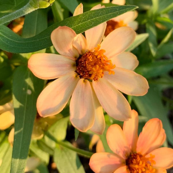 Profusion Apricot Zinnia Seeds