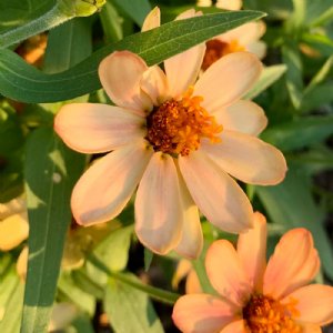 Profusion Apricot Zinnia Seeds