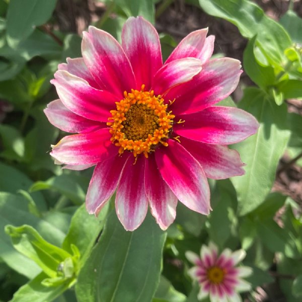 Profusion Cherry Zinnia Seeds