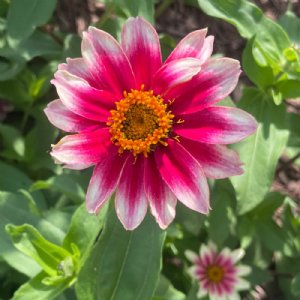 Profusion Cherry Zinnia Seeds