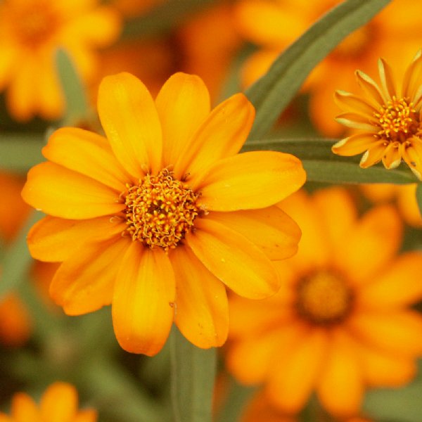 Profusion Orange Zinnia Seeds