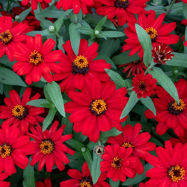 Profusion Red Zinnia Seeds