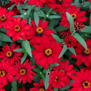 Profusion Red Zinnia Seeds