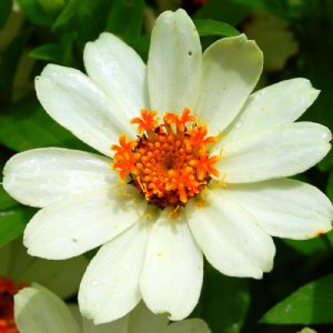 Profusion White Zinnia Seeds