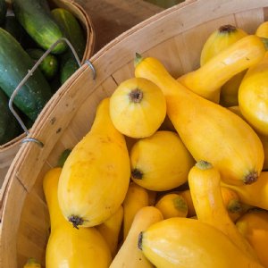 Prolific Straightneck Squash Seed