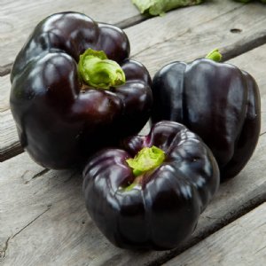 Purple Beauty Pepper Seed