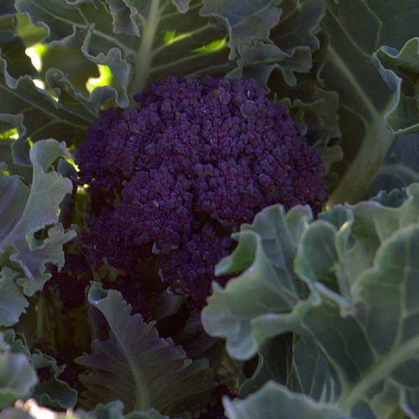 Purple Sprouting Broccoli Seed