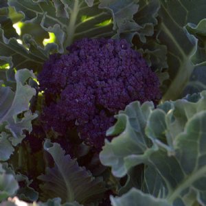 Purple Sprouting Broccoli Seed