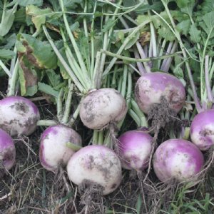 Purple Top White Globe Turnip Seed