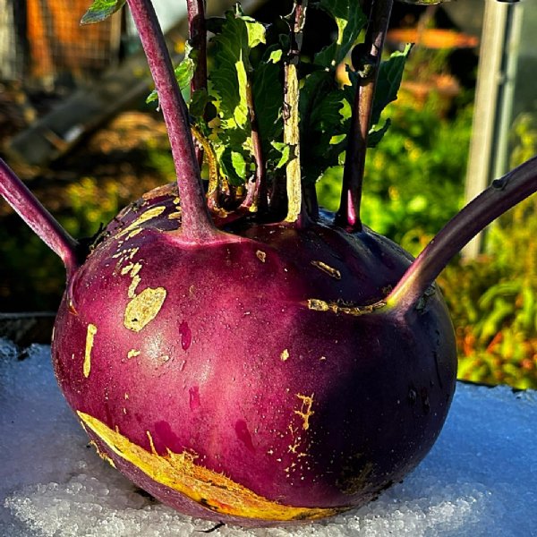 Purple Vienna Kohlrabi Seed